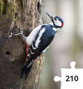 Jigsaw puzzle - fugle til puslespil 9