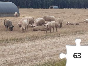 Jigsaw puzzle - 20200803_152013