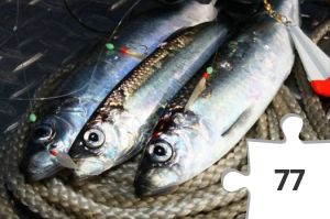 Jigsaw puzzle - Hering