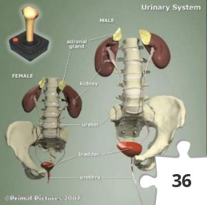 Jigsaw puzzle - Urinary System