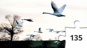 Jigsaw puzzle - kigger på fugle # 13