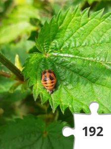 Jigsaw puzzle - Ladybird pupae