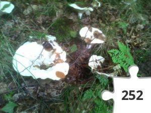 Jigsaw puzzle - Svampe