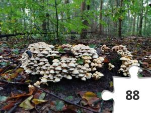 Jigsaw puzzle - # Z ZFW trail