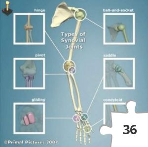 Jigsaw puzzle - Types of Synovial Joints