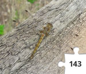 Jigsaw puzzle - Common darter