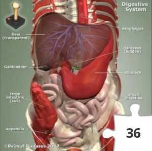 Jigsaw puzzle - DigestiveSys
