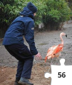 Jigsaw puzzle - Congratulations 2000 - flamingo chaser