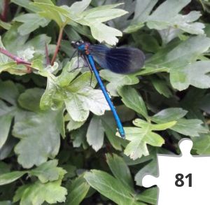 Jigsaw puzzle - Banded Demoiselle