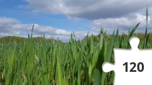 Jigsaw puzzle - Corona2