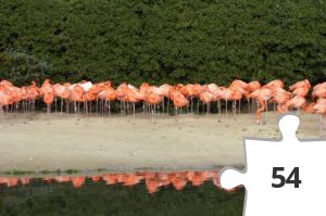 Jigsaw puzzle - Congratulations 2000 - Flamingo Flurrier