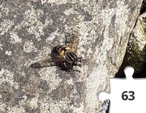 Jigsaw puzzle - Hover fly