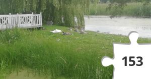 Jigsaw puzzle - ænder