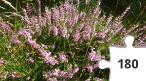 Jigsaw puzzle - puslerier 10