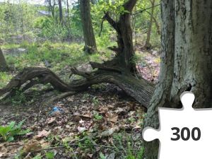 Jigsaw puzzle - A quiet spot in the woods