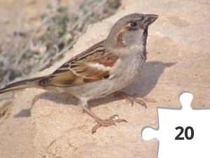 Jigsaw puzzle - .jpg