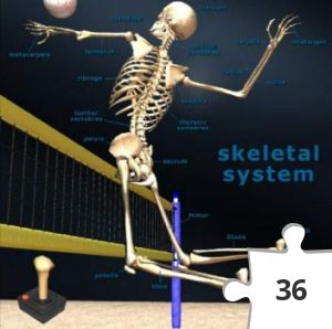 Jigsaw puzzle - Skeletal System