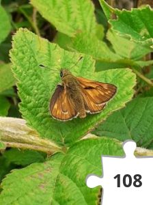 Jigsaw puzzle - Large skipper