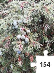 Jigsaw puzzle - IMG_20191220_134007