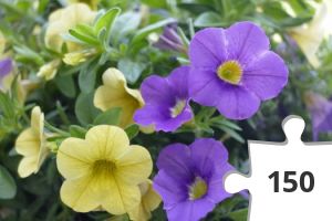 Jigsaw puzzle - Sunny´s