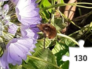 Jigsaw puzzle - Bee fly