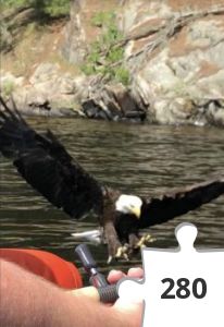 Jigsaw puzzle - The eagle!