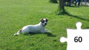 Jigsaw puzzle - Shannon