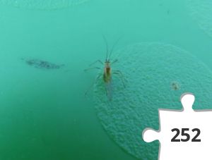 Jigsaw puzzle - Greenfly