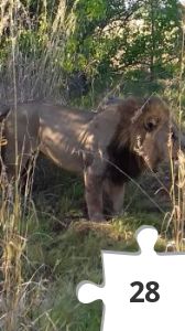 Jigsaw puzzle - 20190601_083035