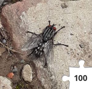 Jigsaw puzzle - Flesh fly