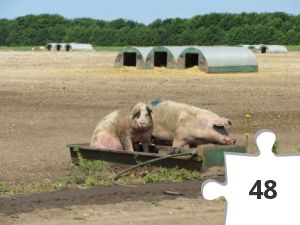 Jigsaw puzzle - Piggies Bath Time.
