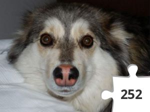 Jigsaw puzzle - nosework