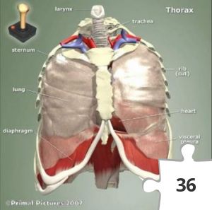 Jigsaw puzzle - The Thorax