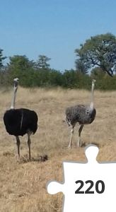 Jigsaw puzzle - 20190527_123044-2