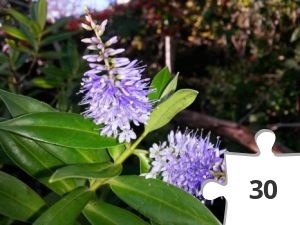 Jigsaw puzzle - Feeling Blue