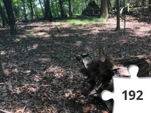Jigsaw puzzle - A Quiet Spot in the Woods