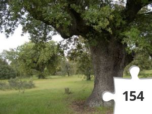 Jigsaw puzzle - encina