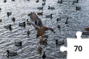Jigsaw puzzle - Ducks at the Pond