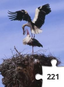 Jigsaw puzzle - A_semana-ciguena_1-editada.jpg