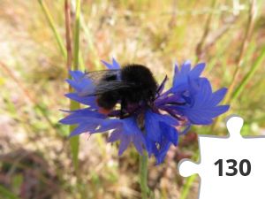 Jigsaw puzzle - Red tailed bumblebee
