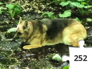 Jigsaw puzzle - Freya enjoying the wilds!