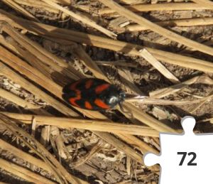 Jigsaw puzzle - Red and black froghopper