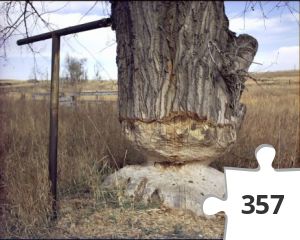 Jigsaw puzzle - When GZ is the middle of a tree!