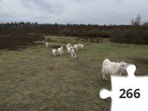 Jigsaw puzzle - # 42 Stjernen