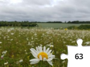 Jigsaw puzzle - Daisy at Capstone Park