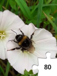 Jigsaw puzzle - Buff tailed bumblebee (Bombus terrestris)