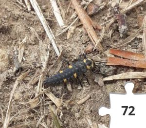 Jigsaw puzzle - 7 spot ladybird larvae