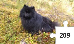 Jigsaw puzzle - Sulon lenkkipolku