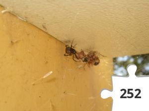 Jigsaw puzzle - Cacher leben Gefährlich