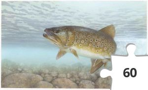 Jigsaw puzzle - the-brook-trout-or-eastern-brook-trout-fish-salvelinus-fontinalis-725x446